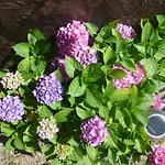 בית נופש Anne